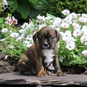 Kitty, Boston Terrier Mix Puppy